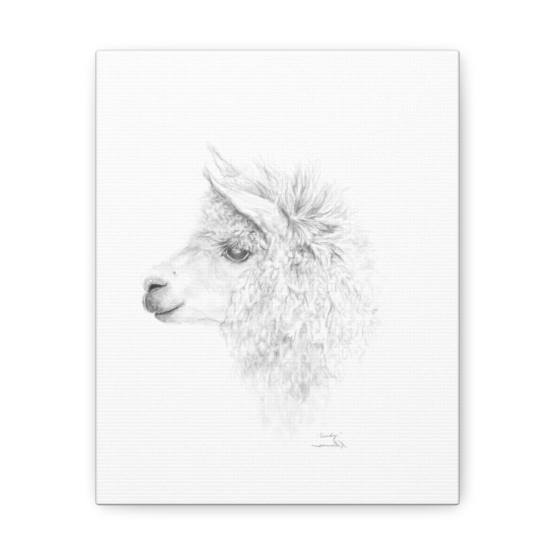 CINDY Llama - Art Canvas