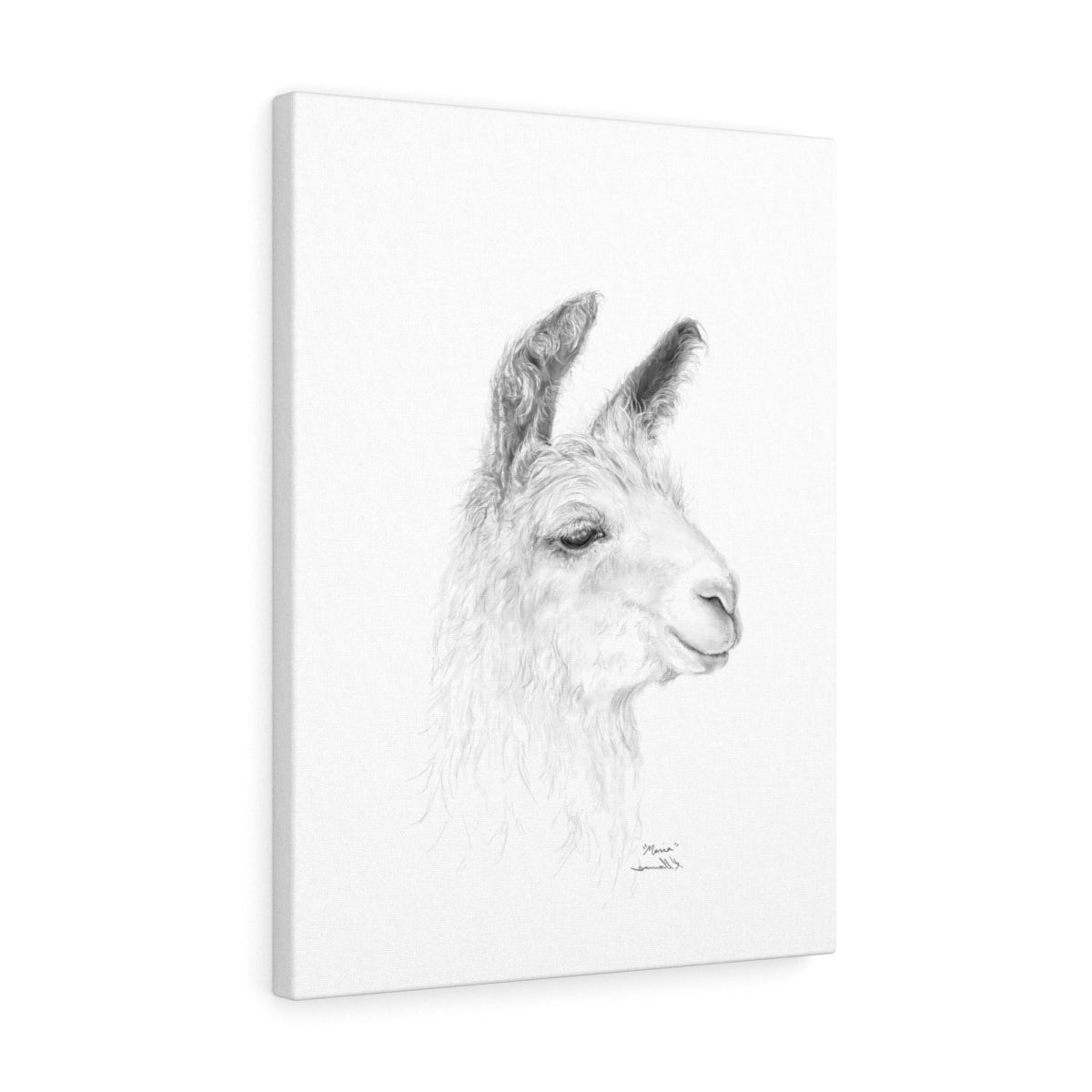 MARIA Llama - Art Canvas