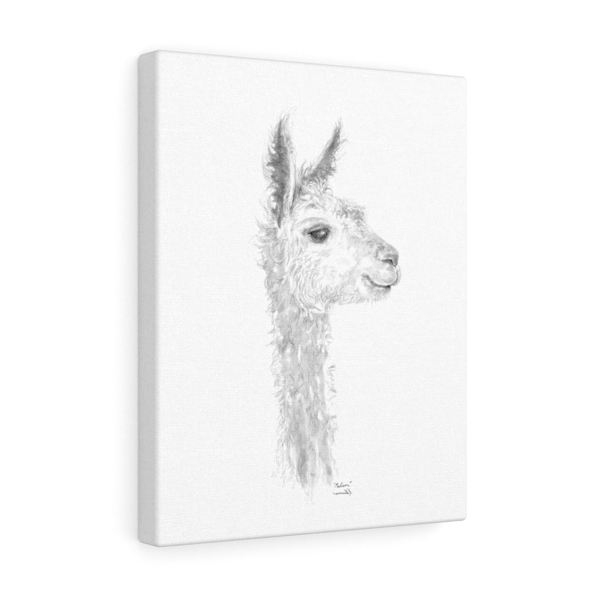 MADISON Llama - Art Canvas