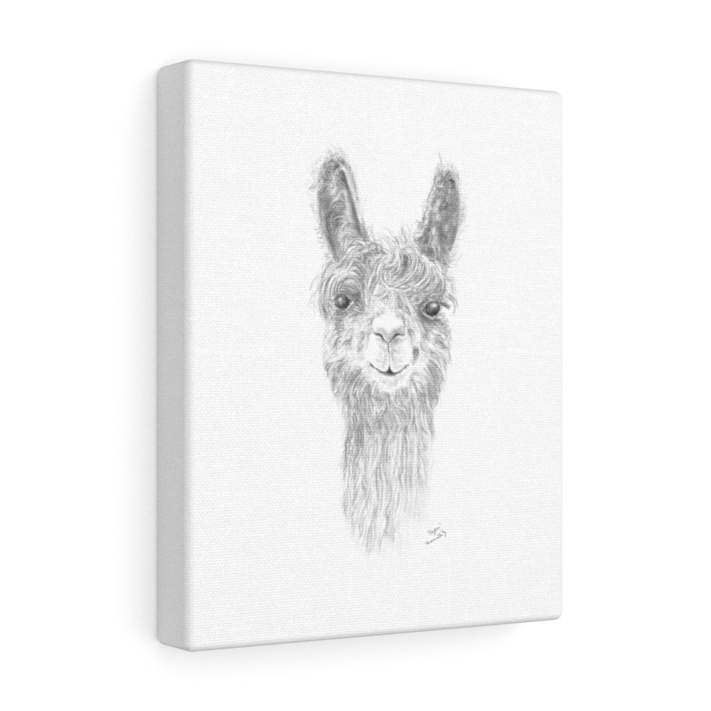 PAYTON Llama - Art Canvas