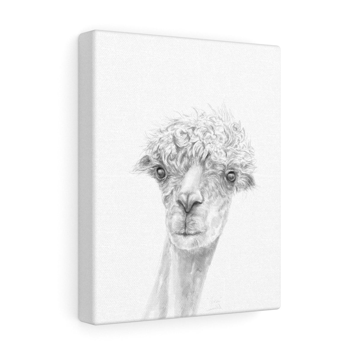JOSE Llama - Art Canvas