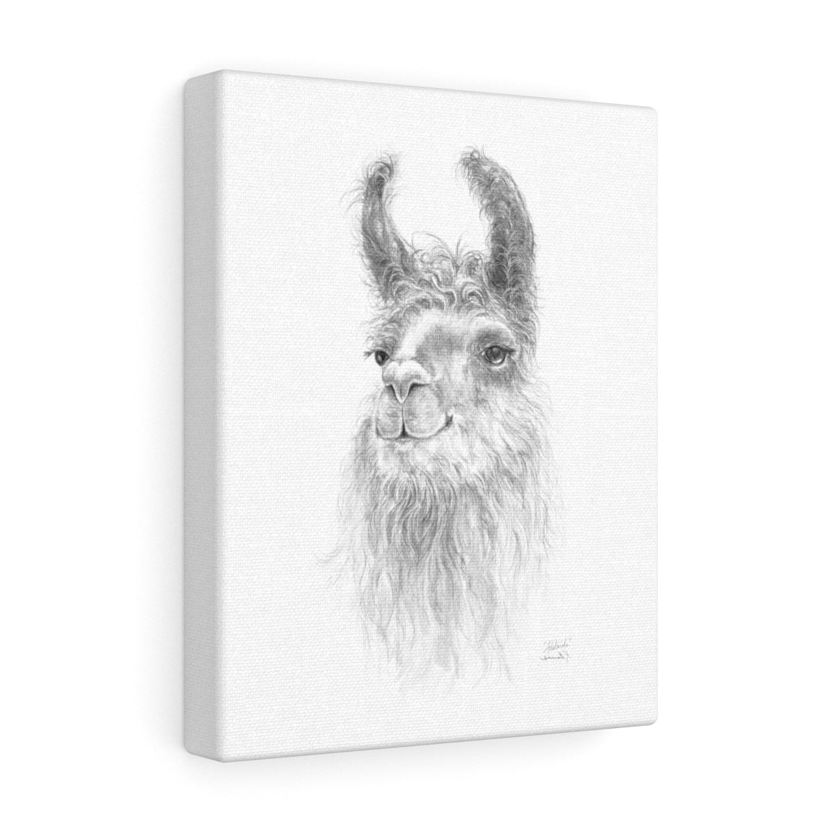 Adelaide Llama - Art Canvas