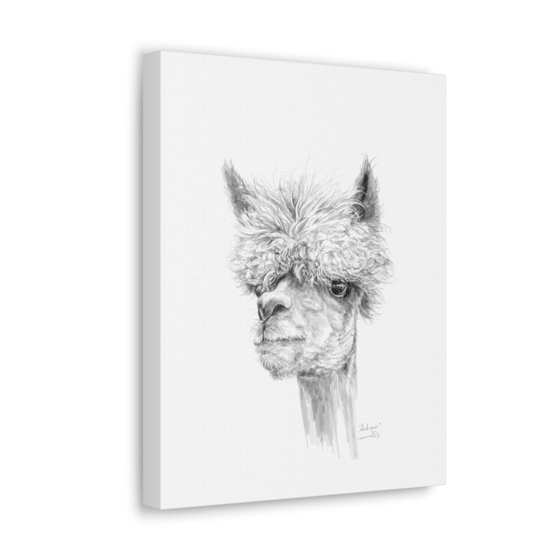 ANDREW llama- Art Canvas