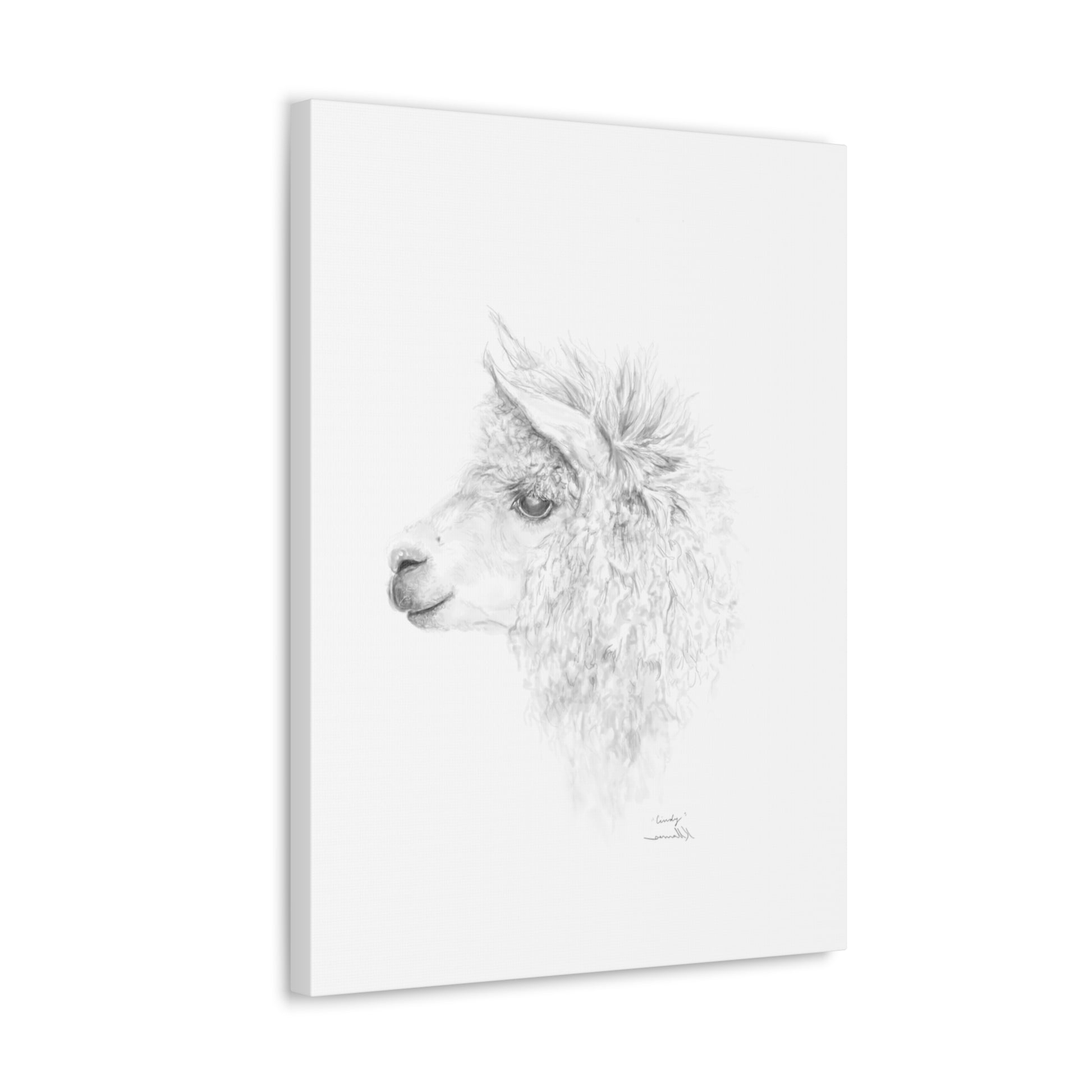 CINDY Llama - Art Canvas
