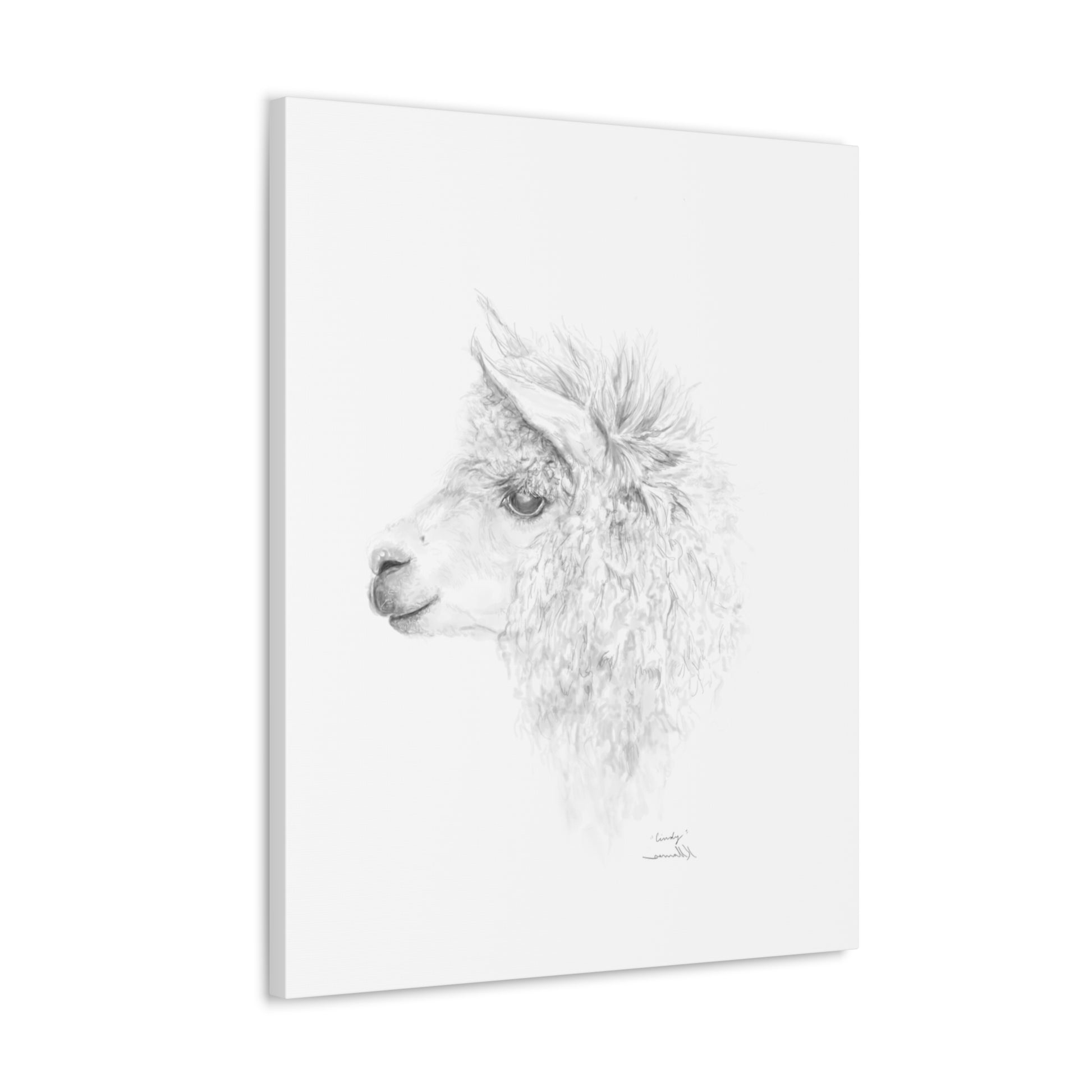 CINDY Llama - Art Canvas
