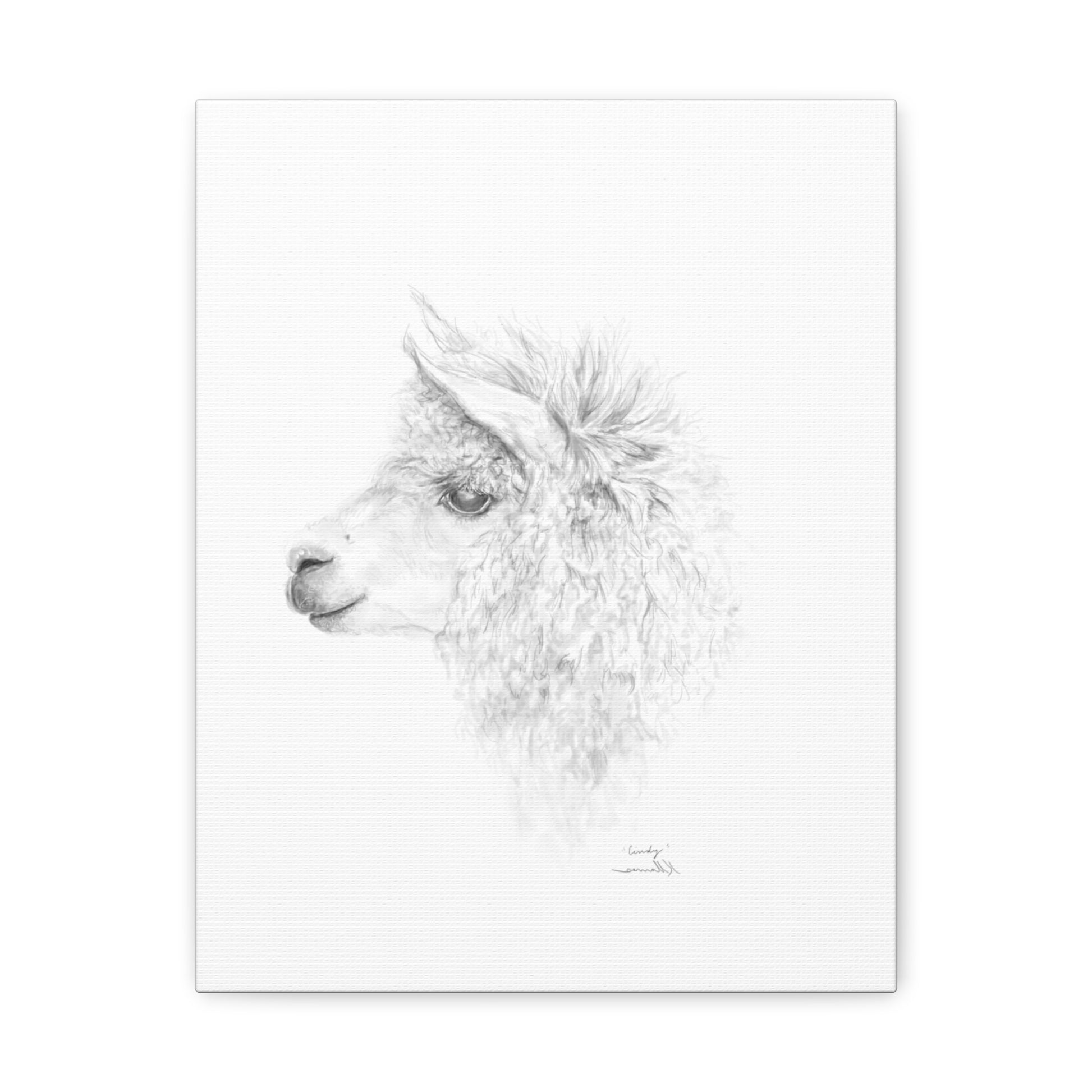 CINDY Llama - Art Canvas
