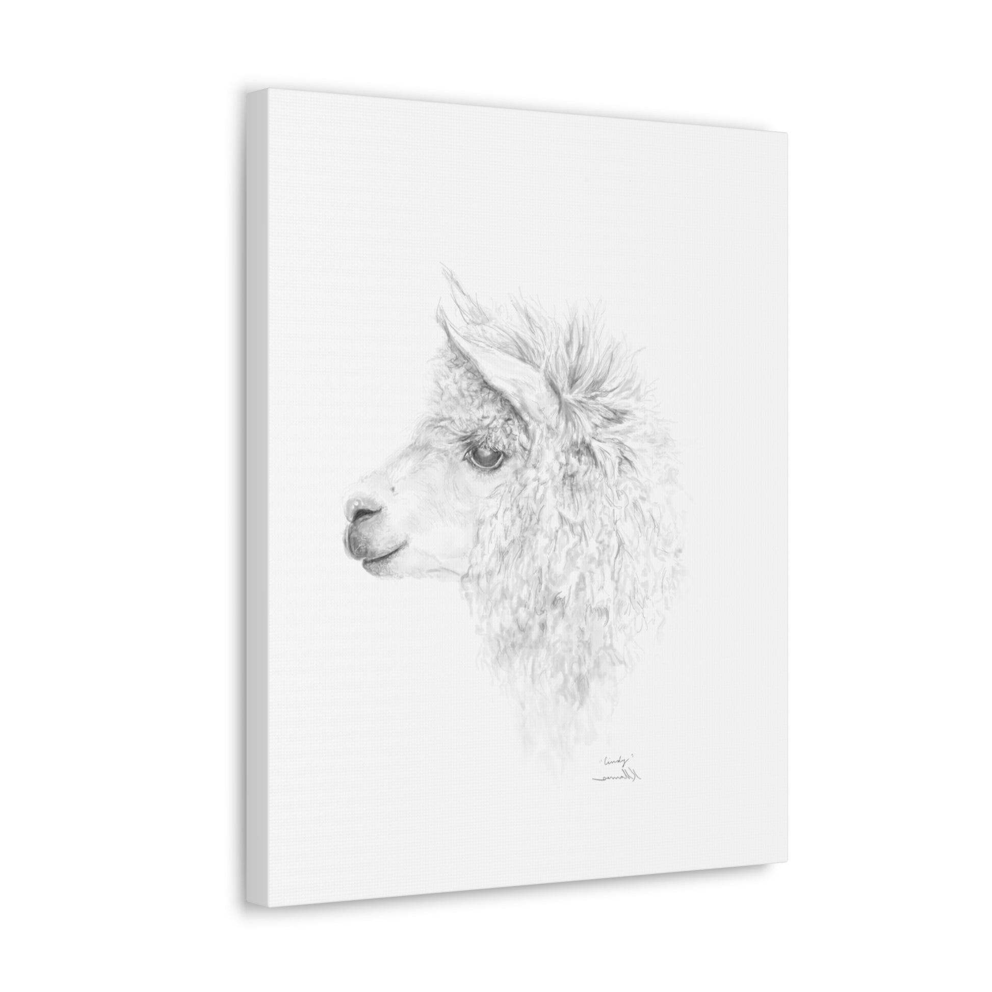 CINDY Llama - Art Canvas