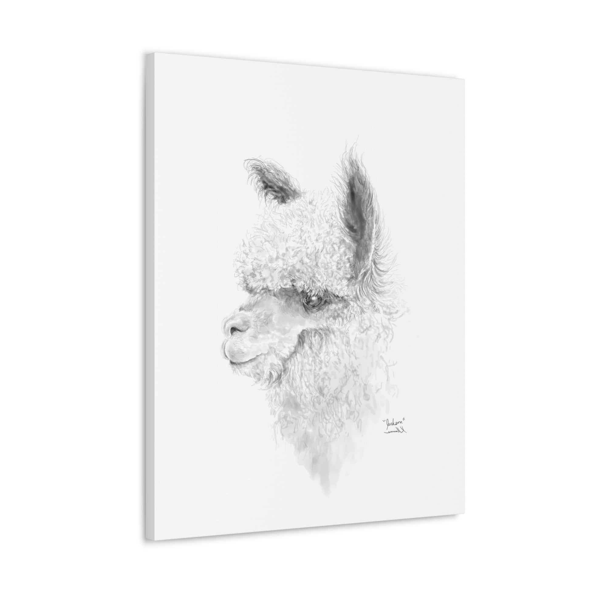 JACKSON Llama - Art Canvas