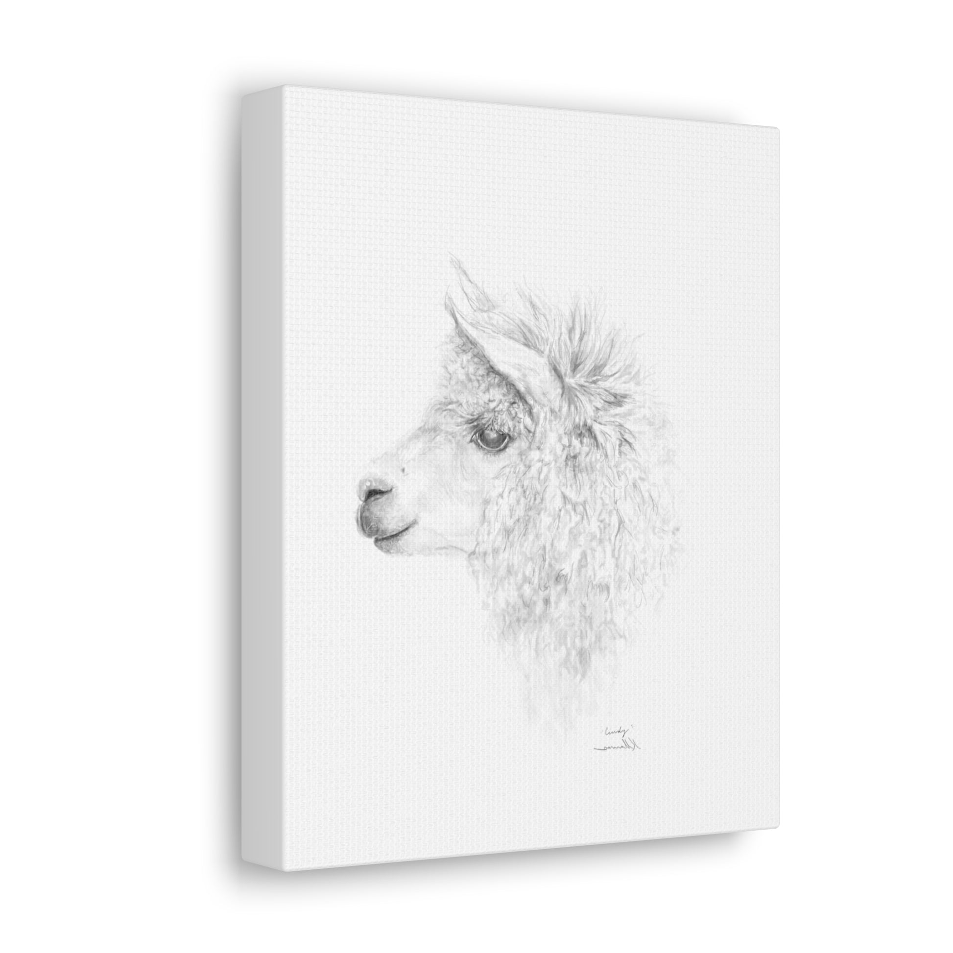 CINDY Llama - Art Canvas