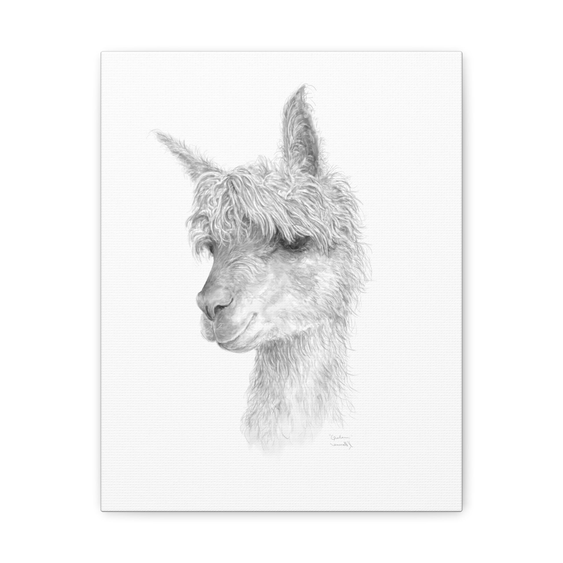 GRAHAM llama- Art Canvas