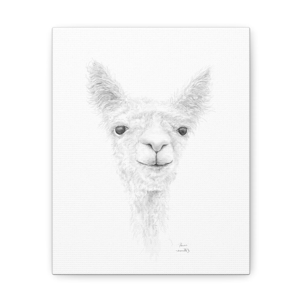 PARIS Llama - Art Canvas