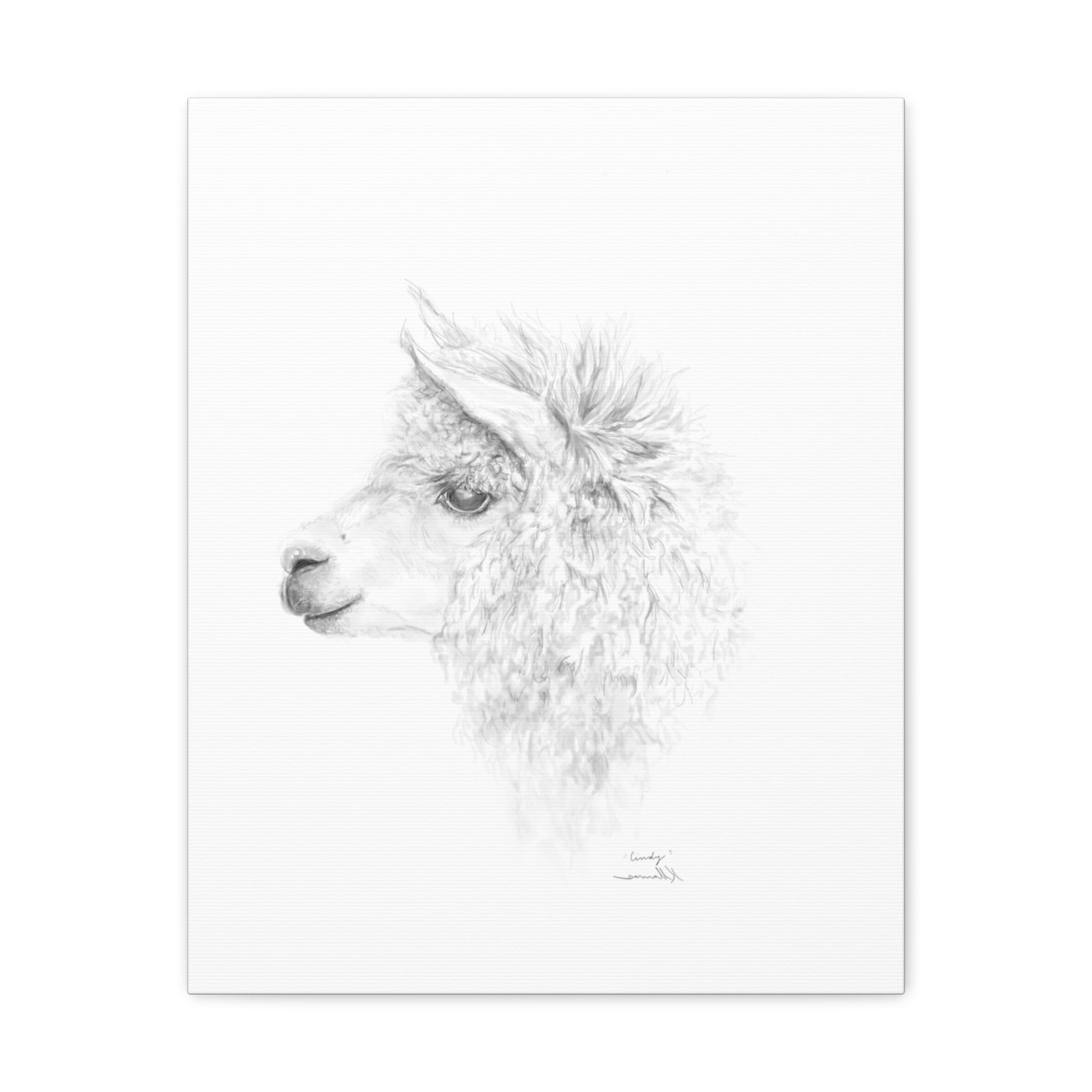 CINDY Llama - Art Canvas