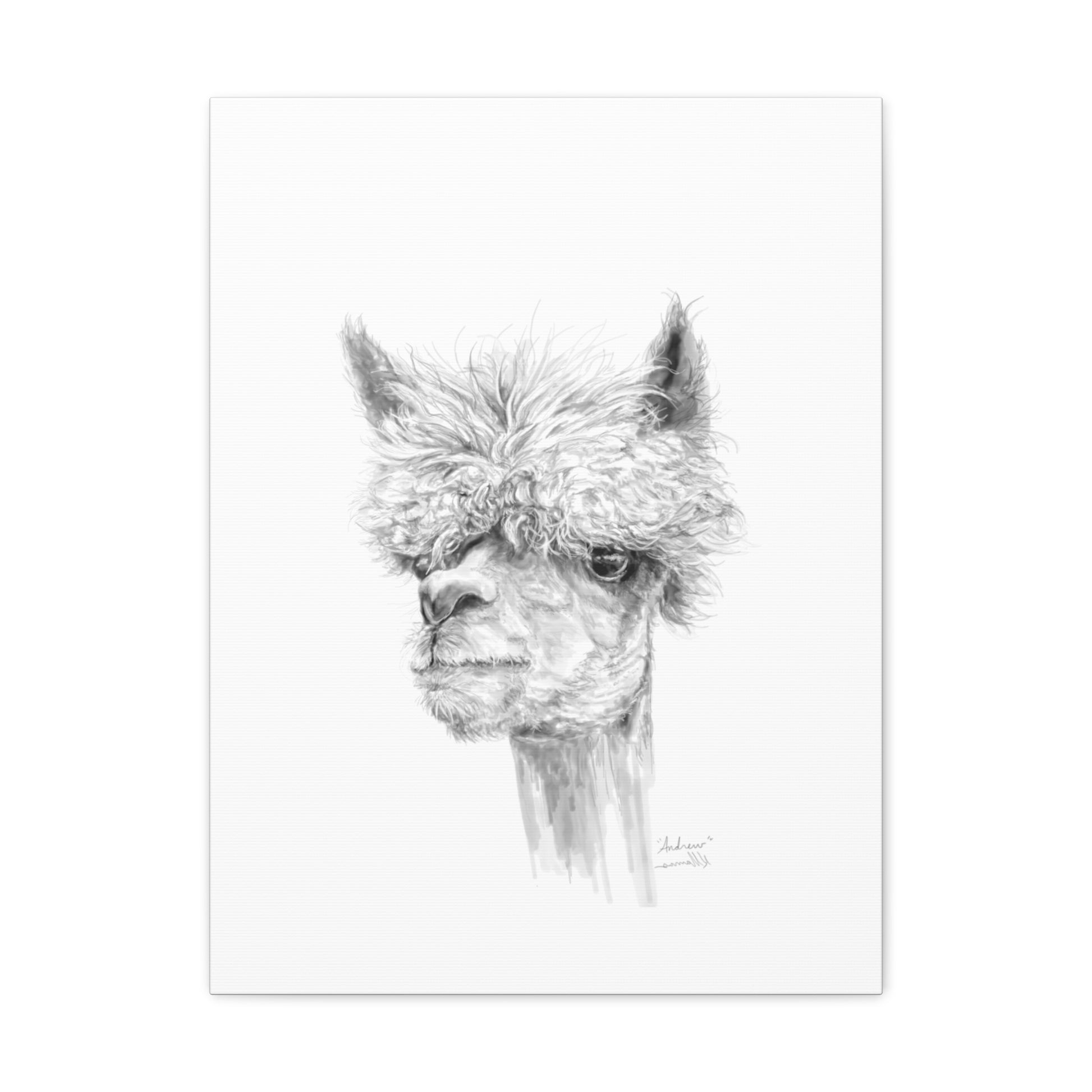 ANDREW llama- Art Canvas