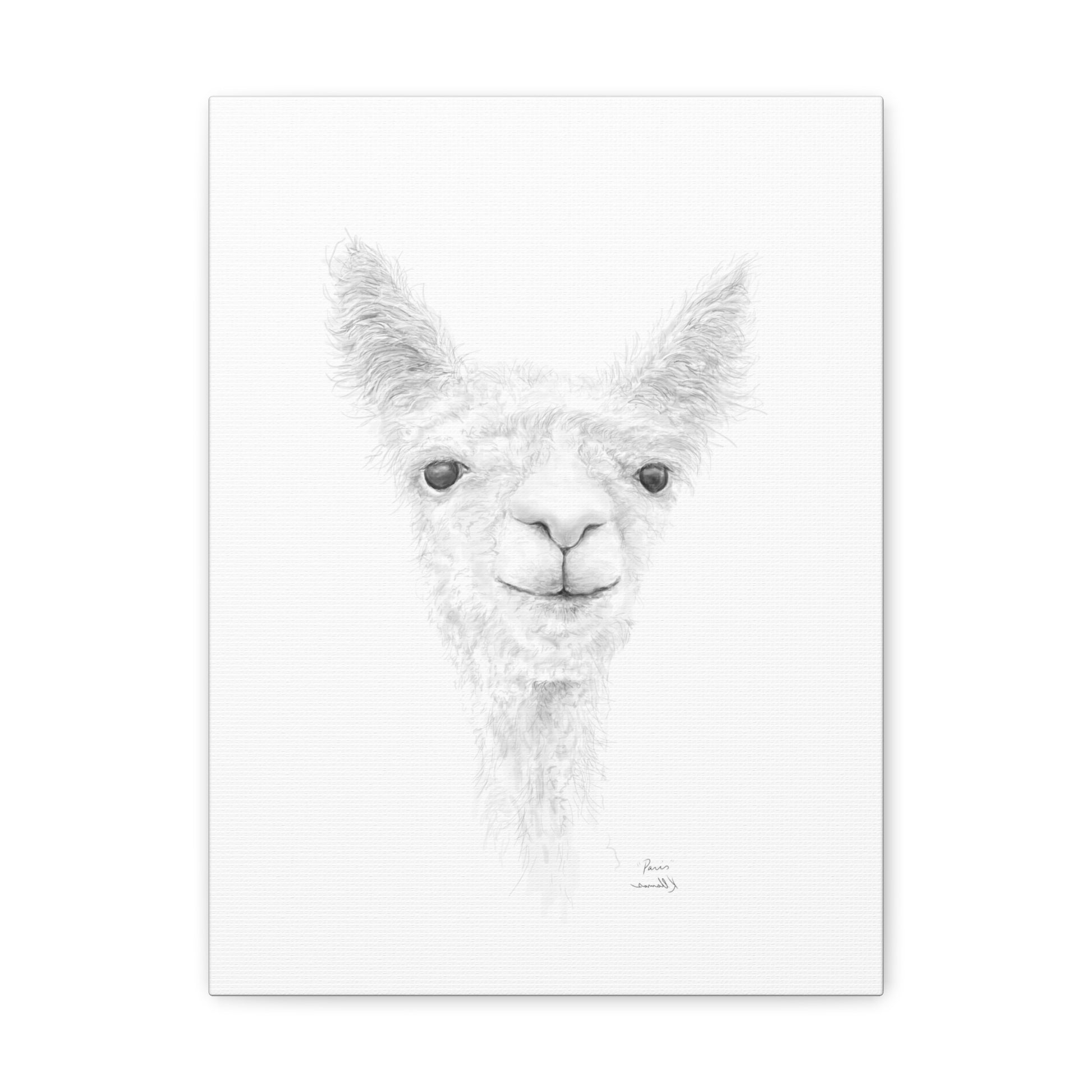 PARIS Llama - Art Canvas