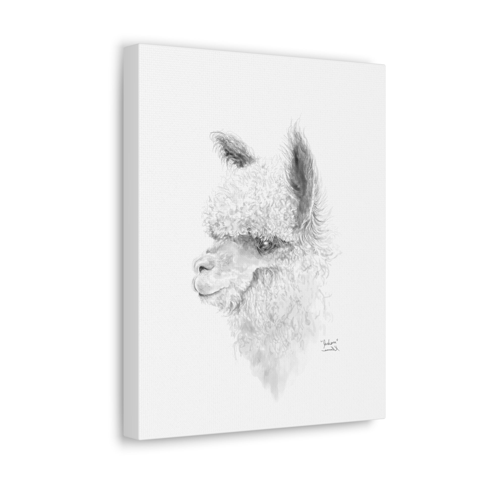 JACKSON Llama - Art Canvas