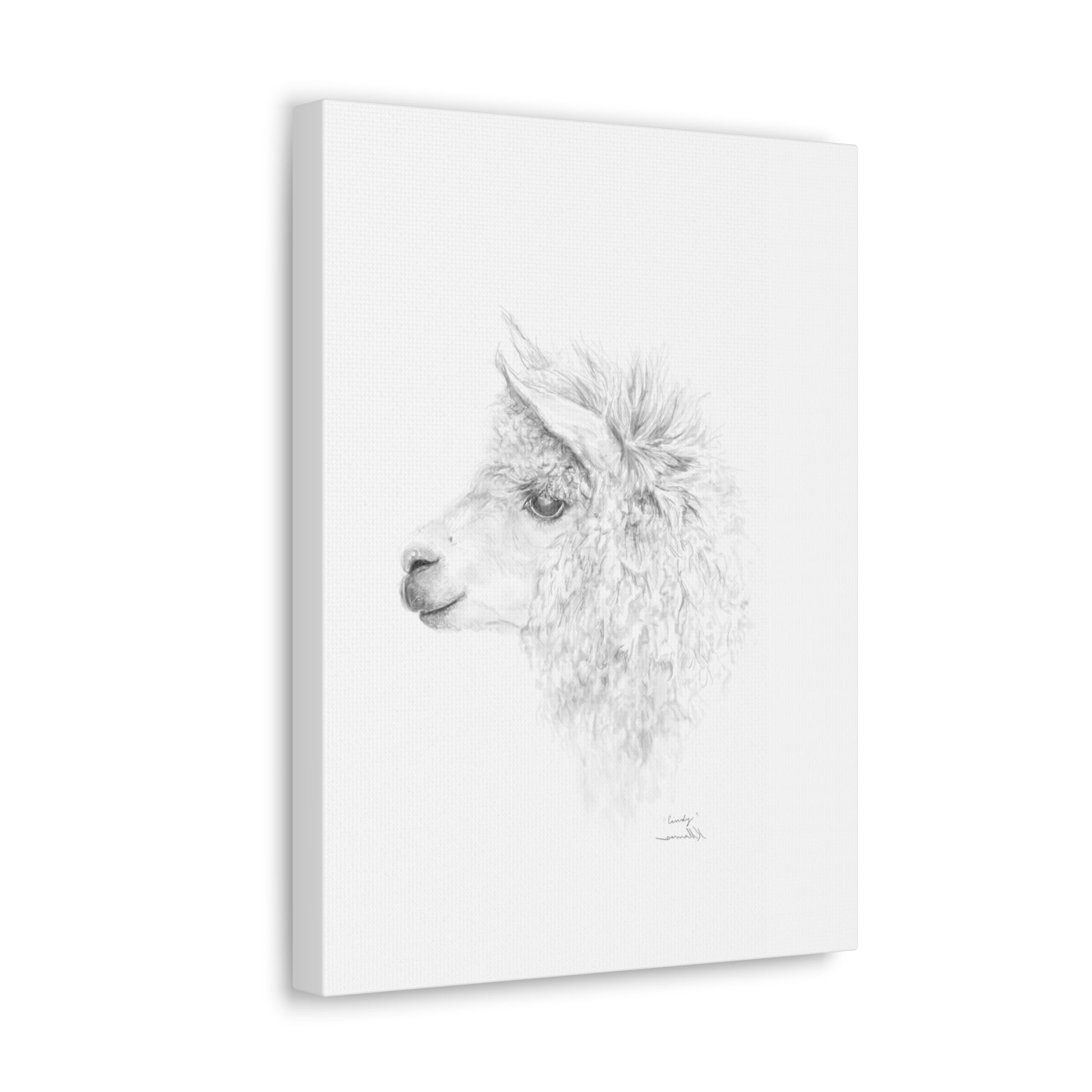 CINDY Llama - Art Canvas