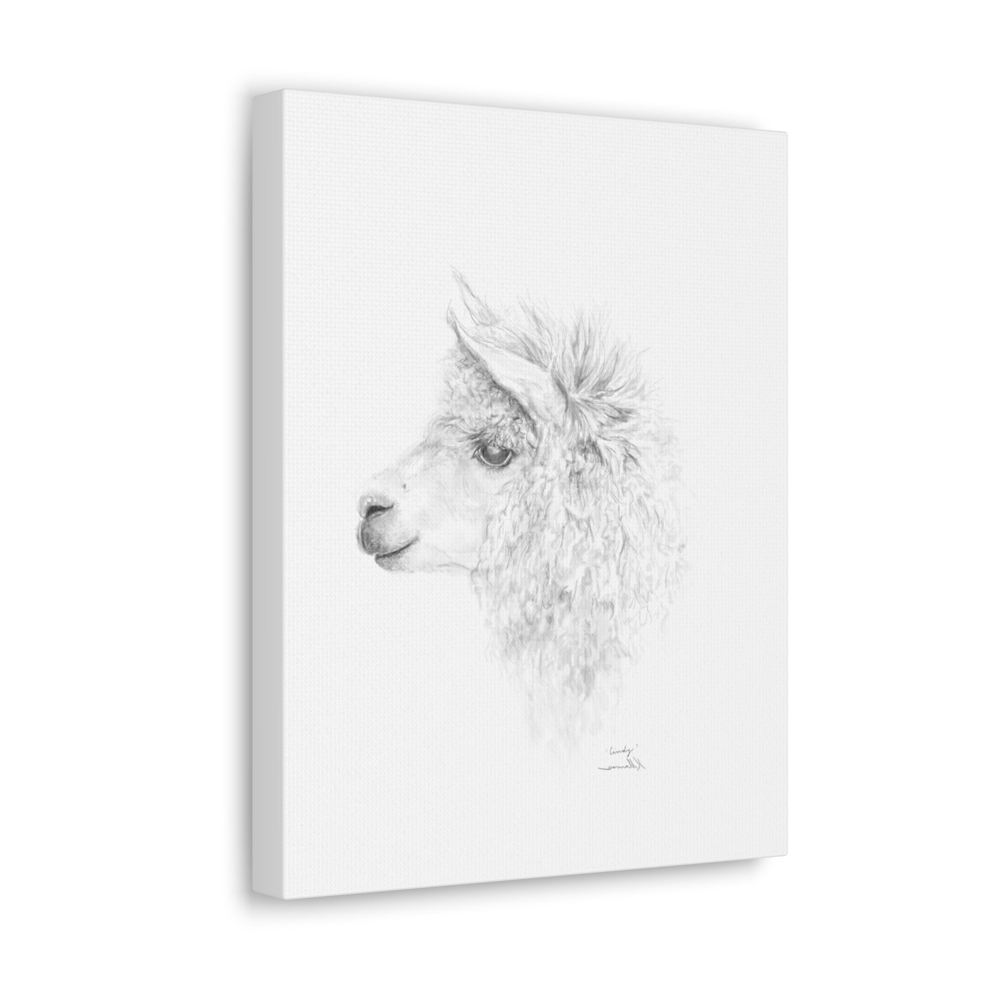 CINDY Llama - Art Canvas