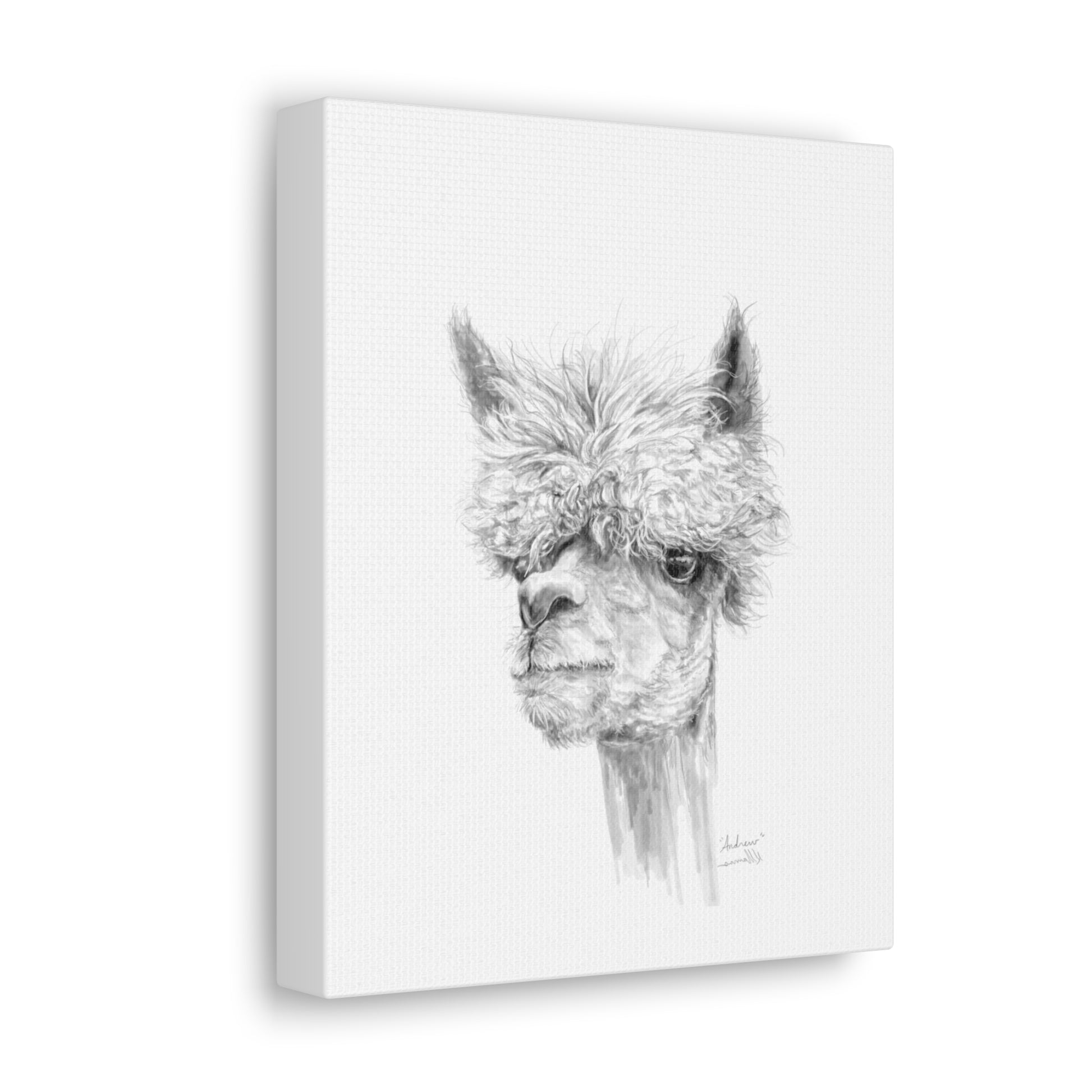 ANDREW llama- Art Canvas