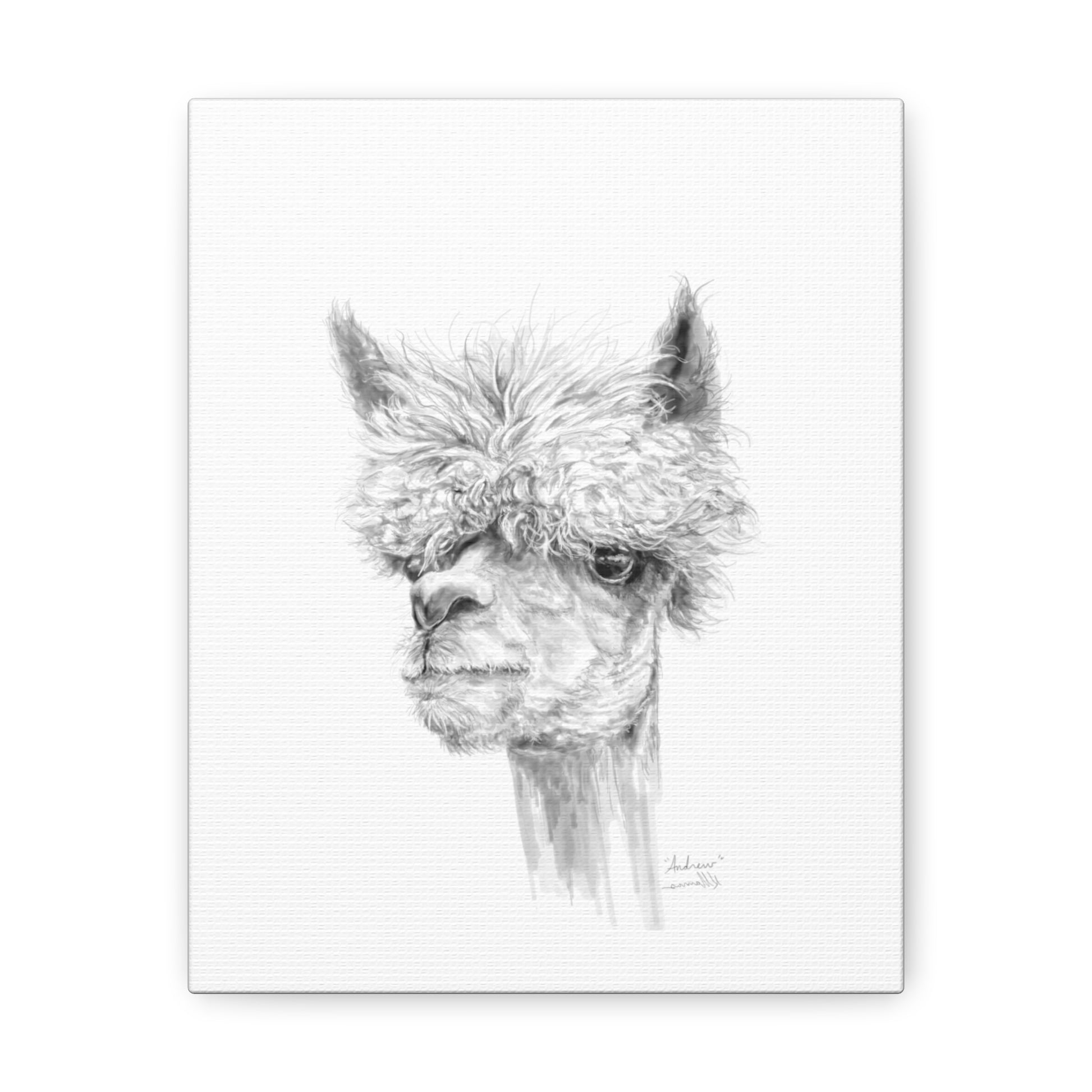 ANDREW llama- Art Canvas
