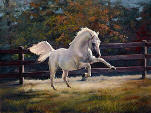 Lippizon Stallion