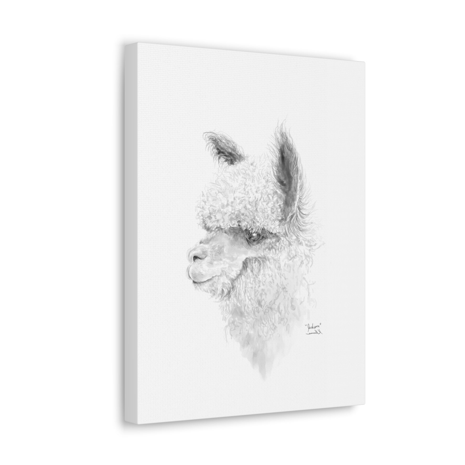 JACKSON Llama - Art Canvas