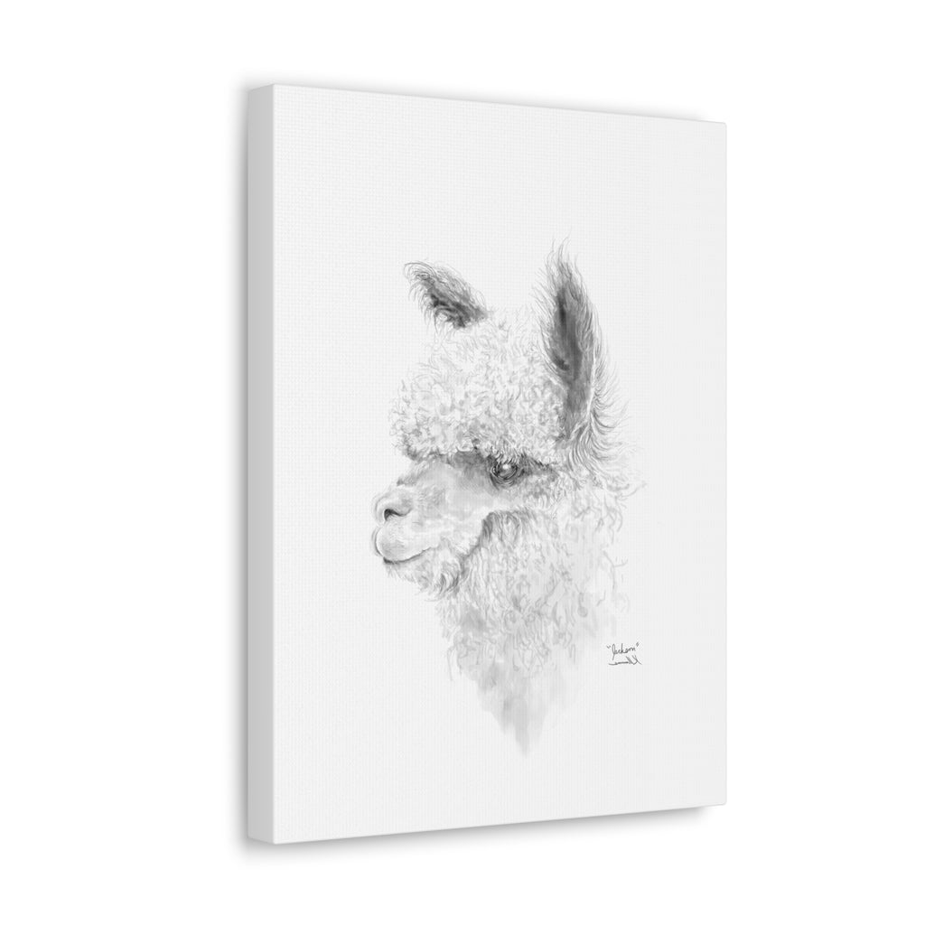 JACKSON Llama - Art Canvas