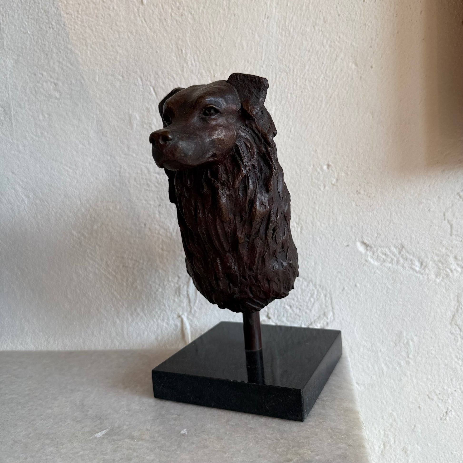 Australian Shepherd bust