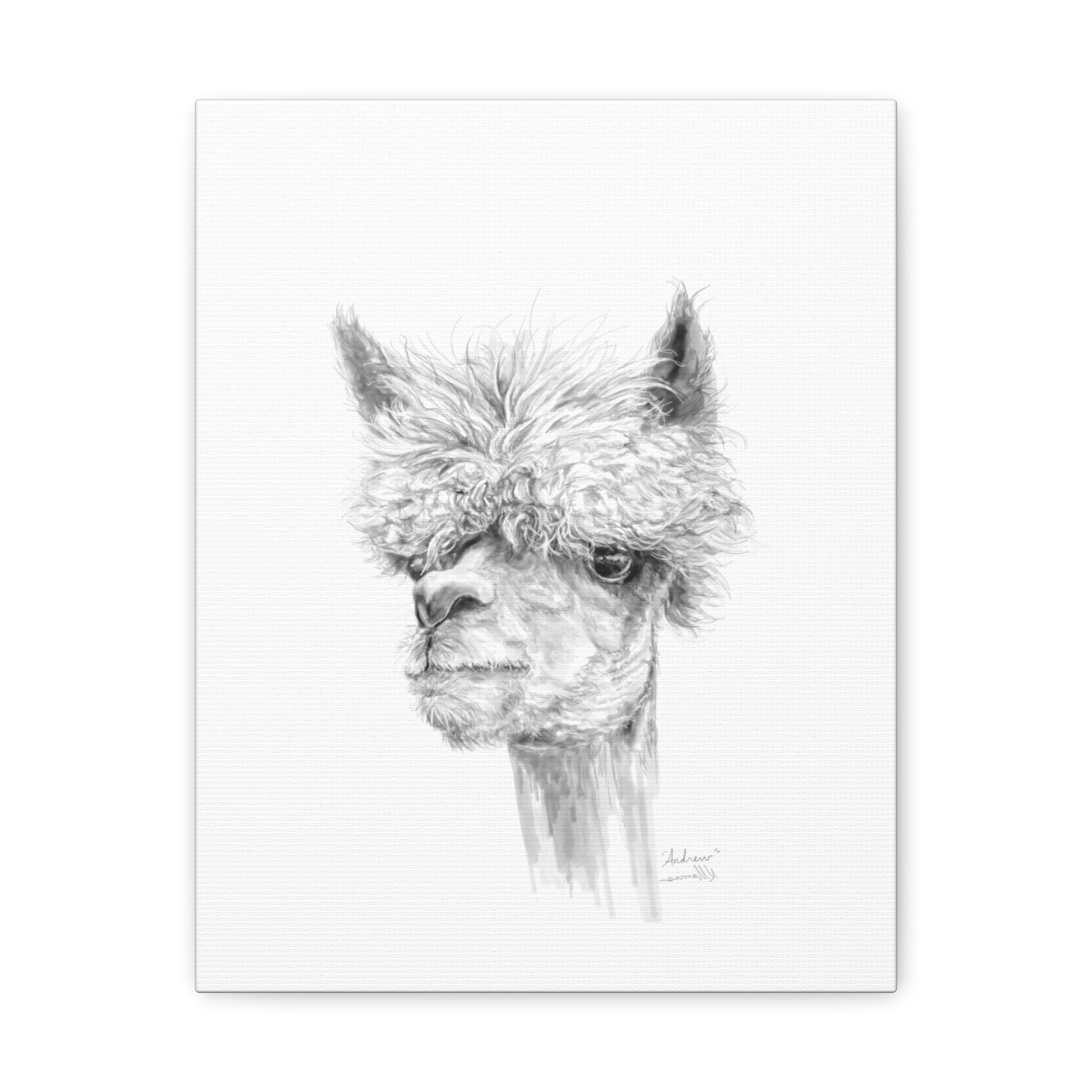 ANDREW llama- Art Canvas