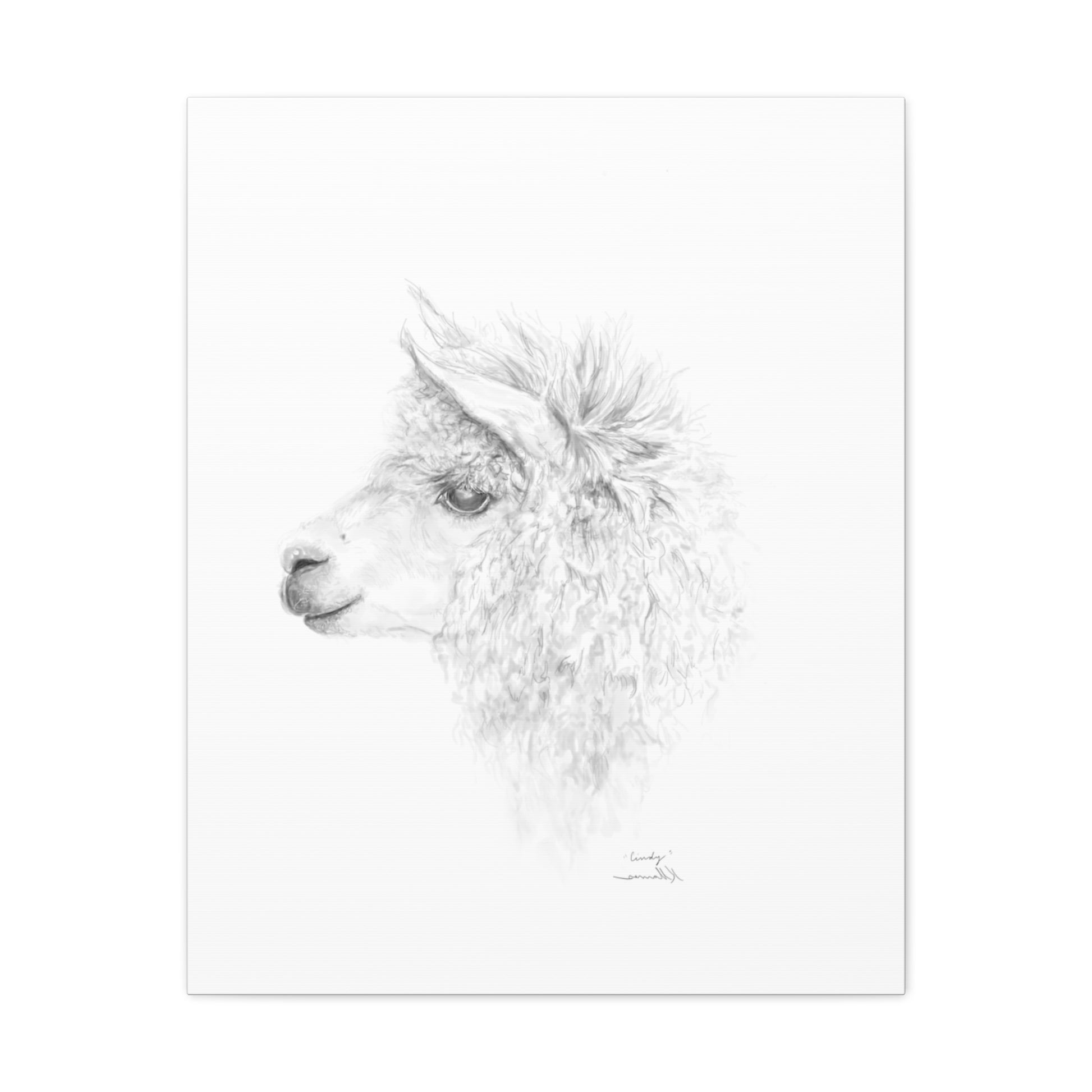 CINDY Llama - Art Canvas