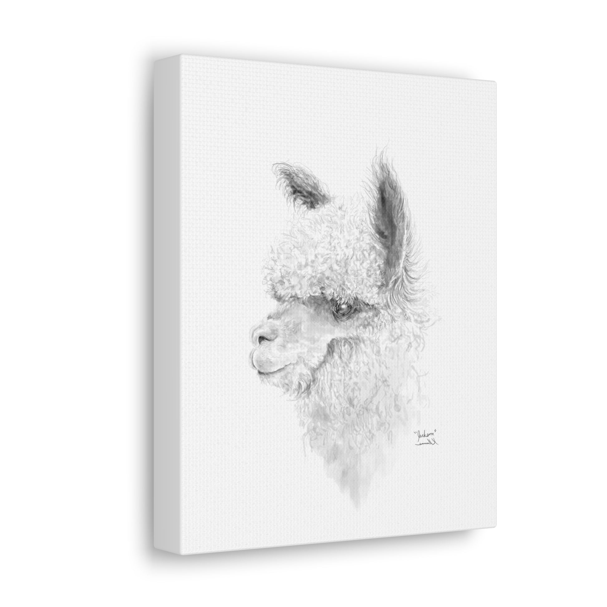 JACKSON Llama - Art Canvas
