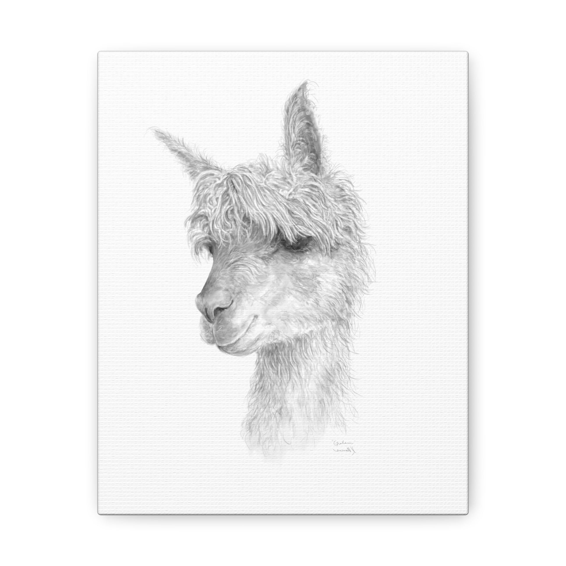 GRAHAM llama- Art Canvas
