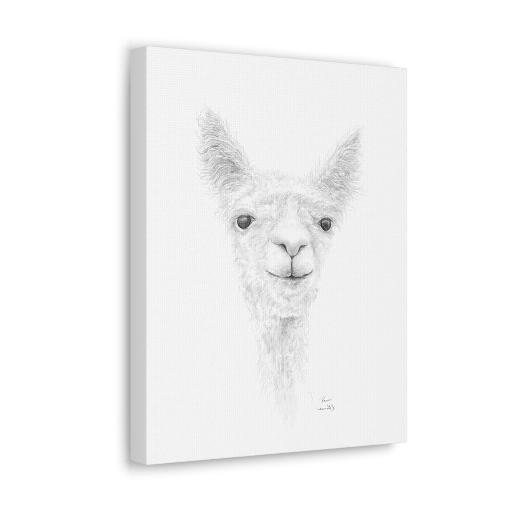 PARIS Llama - Art Canvas