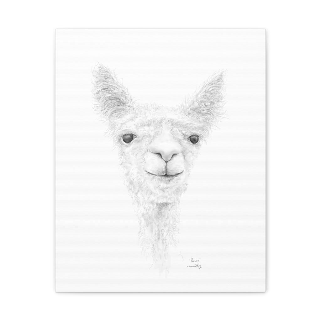PARIS Llama - Art Canvas
