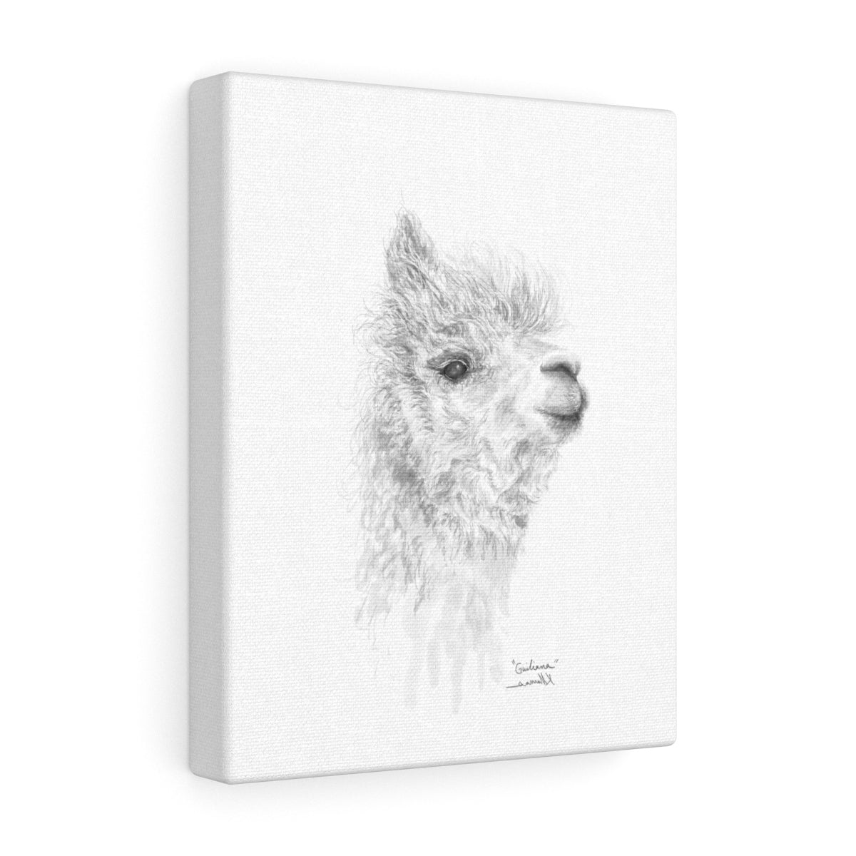 GIULIANA Llama - Art Canvas