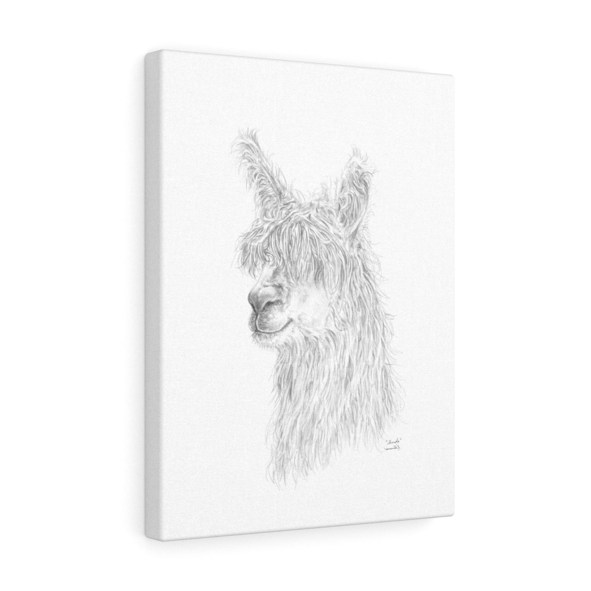 SHONDA Llama - Art Canvas