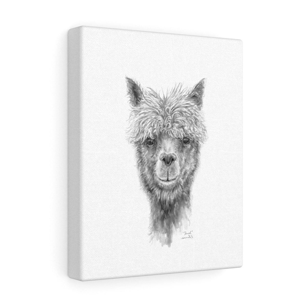 DANIEL Llama - Art Canvas