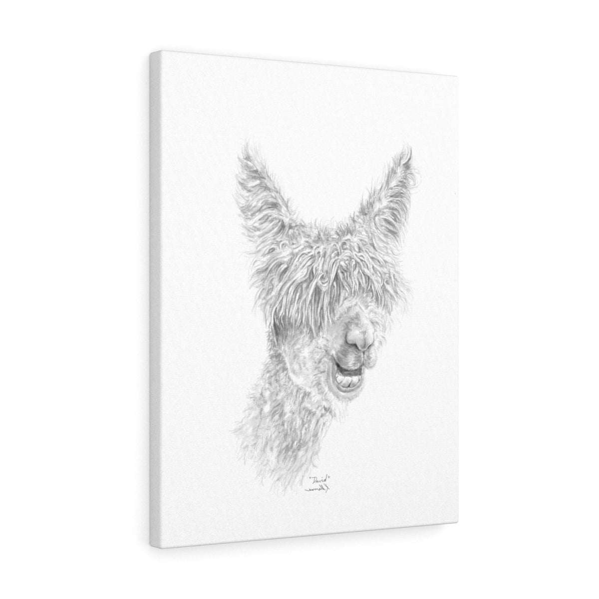 DAVID Llama - Art Canvas