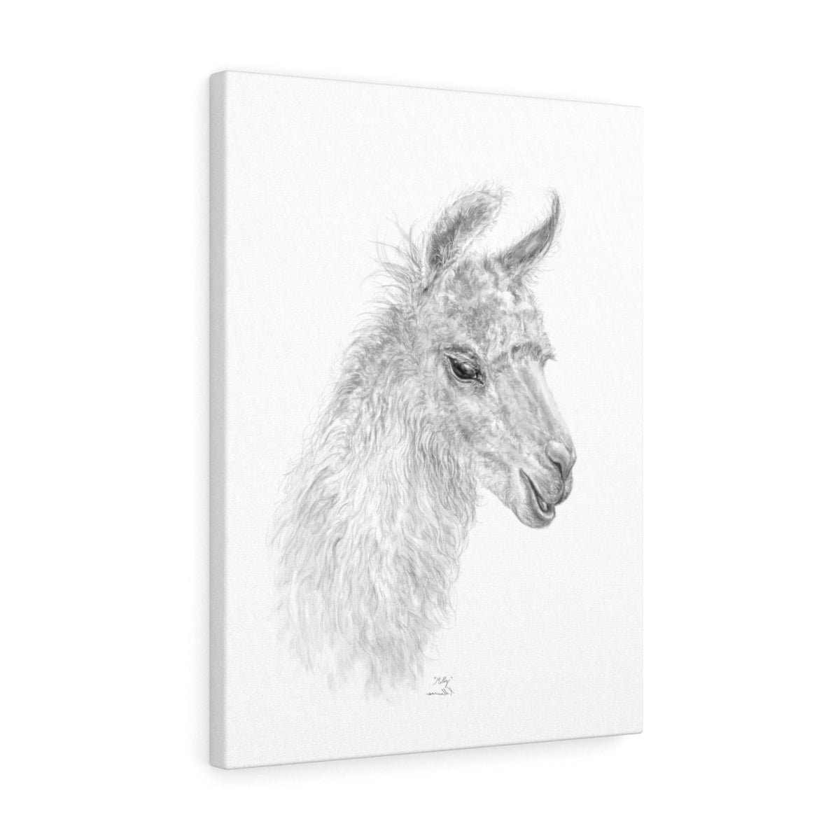 MOLLY Llama - Art Canvas