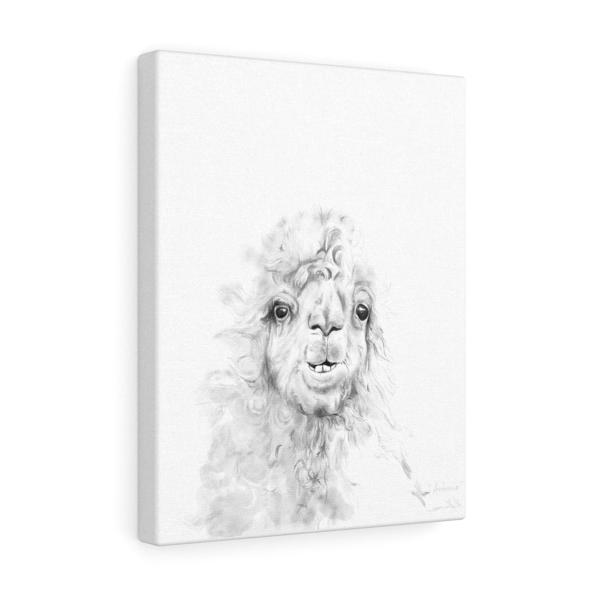 ANTONIO Llama - Art Canvas