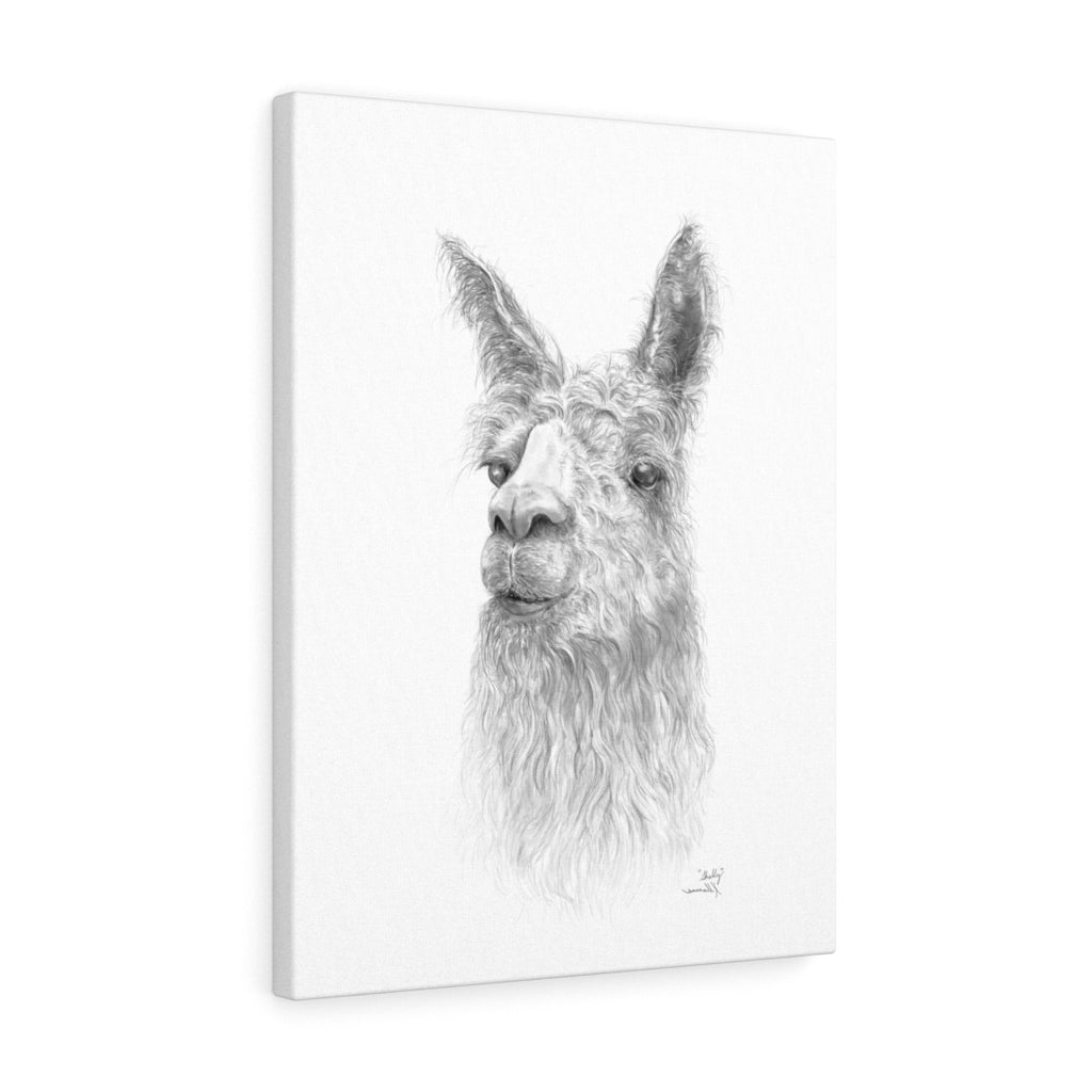 Shelly Llama- Art Canvas