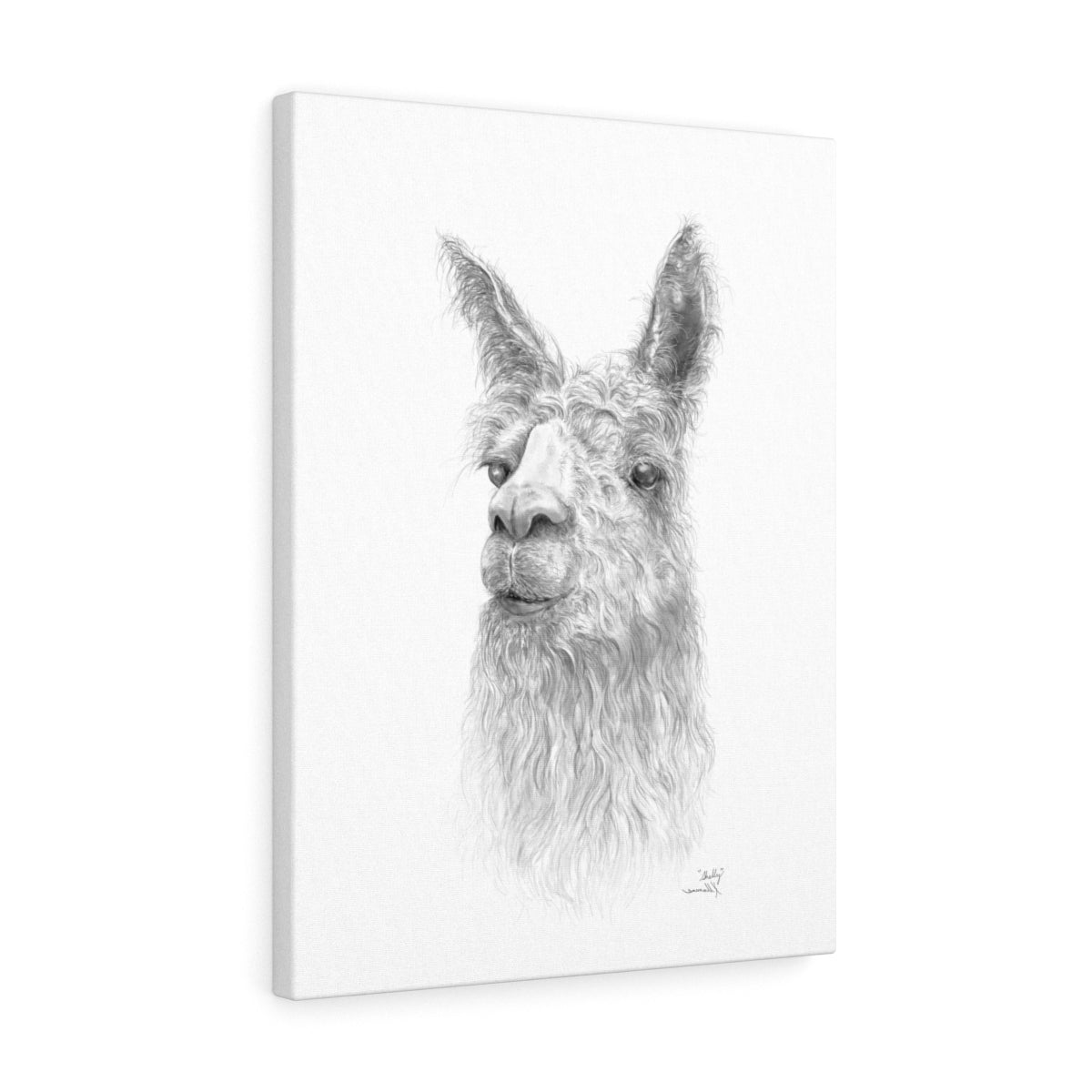 Shelly Llama- Art Canvas