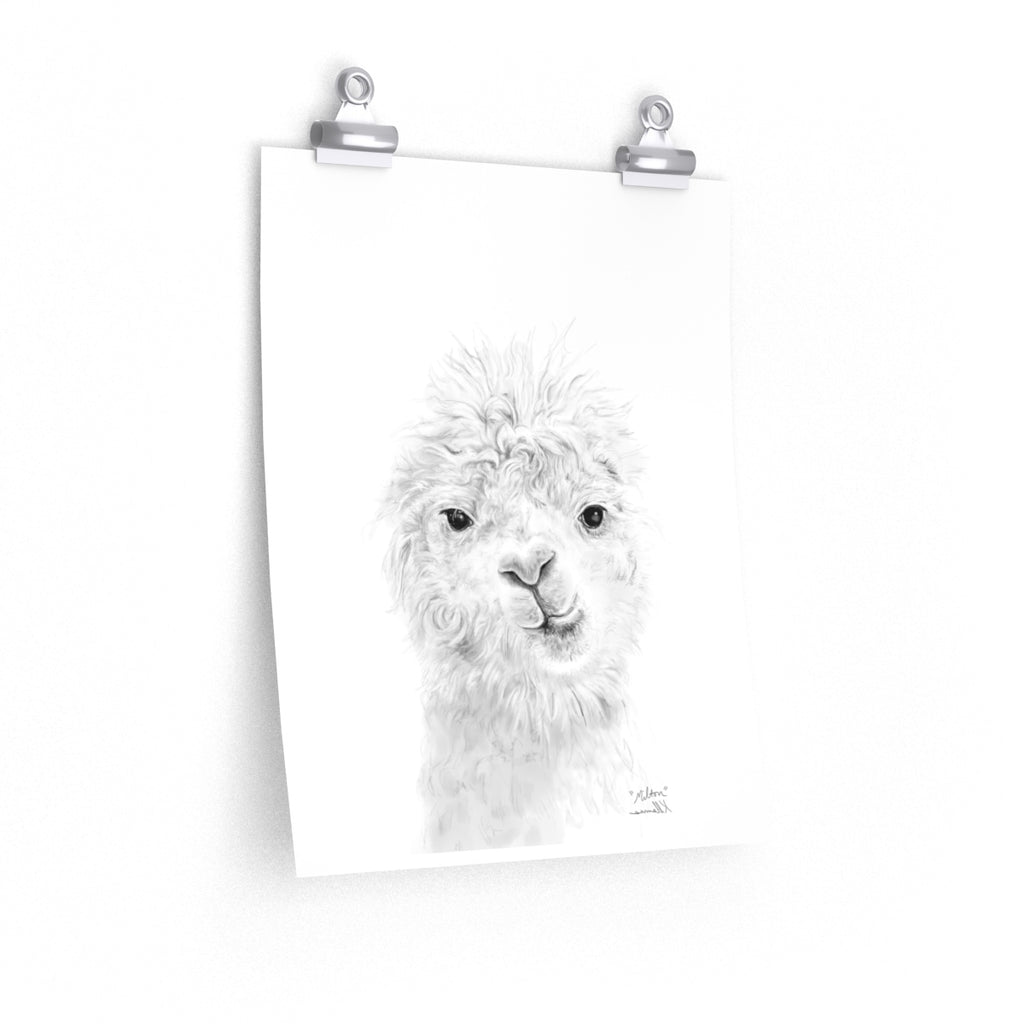 MILTON Llama- Art Paper Print