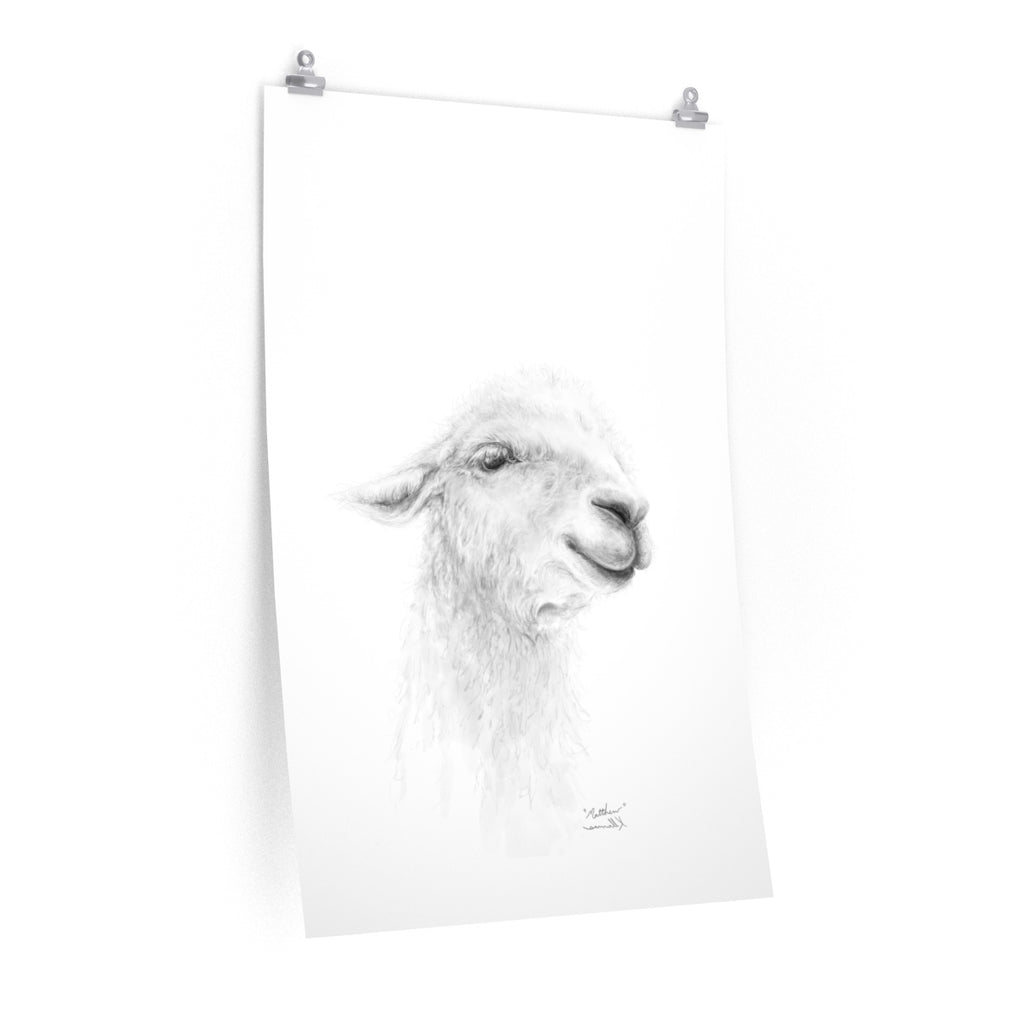 MATTHEW Llama- Art Paper Print