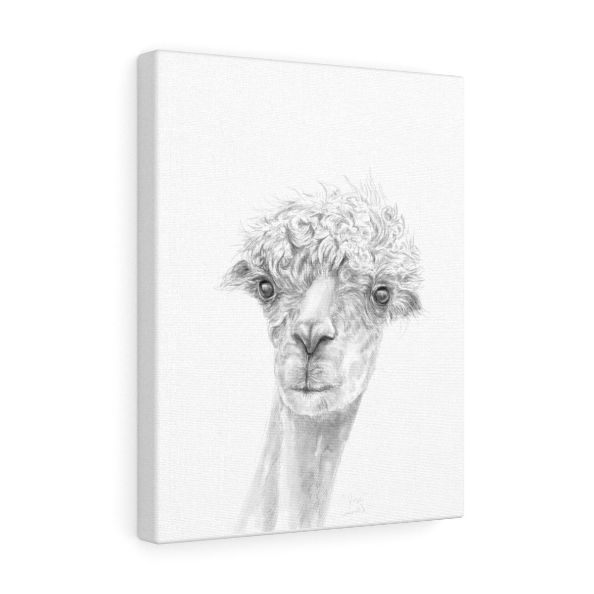JOSE Llama - Art Canvas
