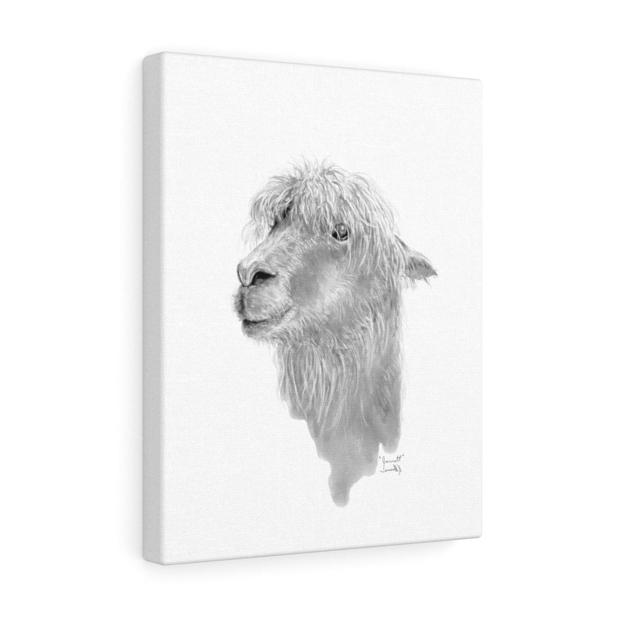 JARRETT Llama - Art Canvas