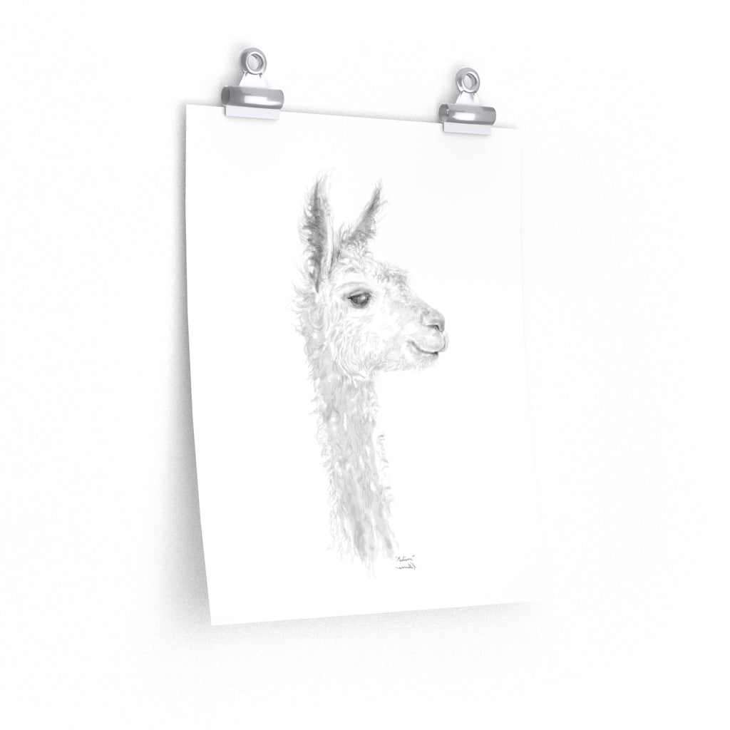 MADISON Llama- Art Paper Print