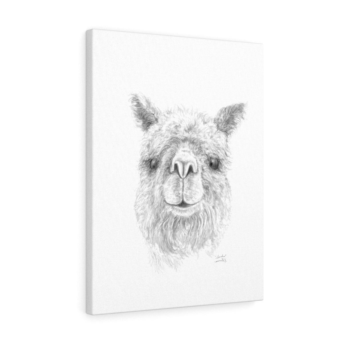 SANDRA Llama - Art Canvas