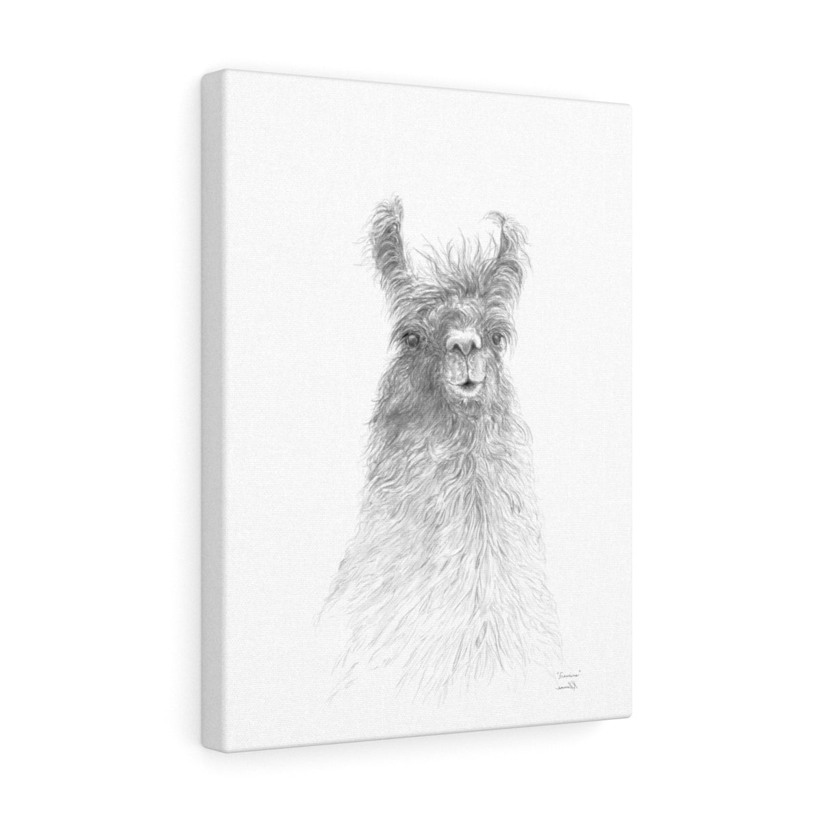 FRANCINE Llama - Art Canvas
