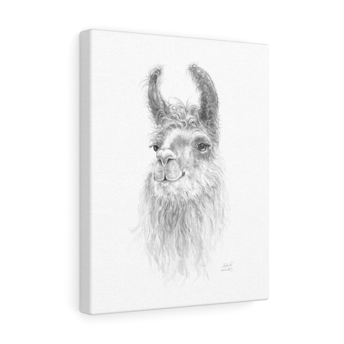 Adelaide Llama - Art Canvas