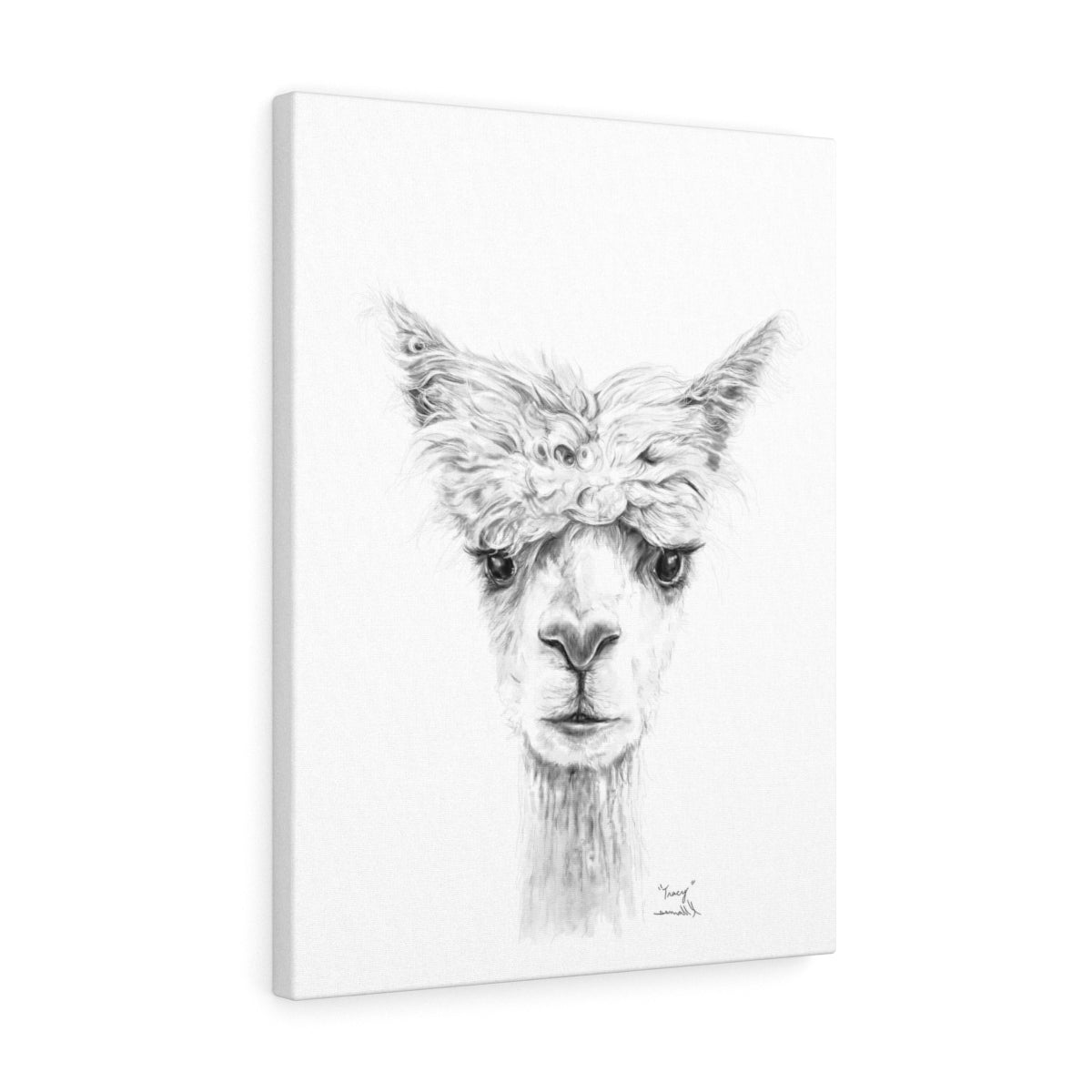 TRACY Llama - Art Canvas